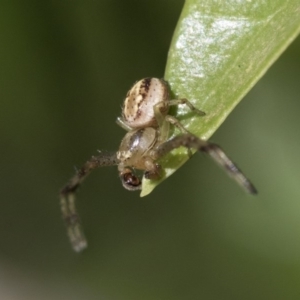 Australomisidia sp. (genus) at Higgins, ACT - 31 Oct 2019 08:13 AM