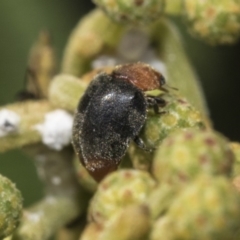 Cryptolaemus montrouzieri (Mealybug ladybird) at Hawker, ACT - 30 Oct 2019 by AlisonMilton