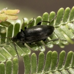 Neocistela ovalis (Comb-clawed beetle) at The Pinnacle - 30 Oct 2019 by AlisonMilton