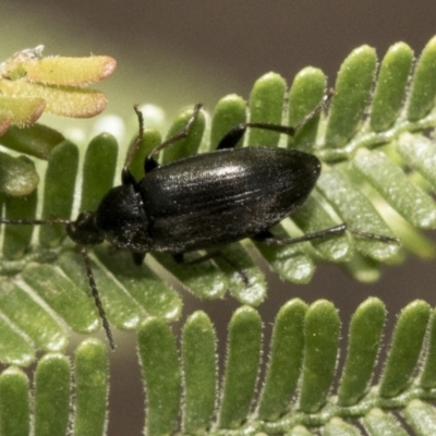 Neocistela ovalis (Comb-clawed beetle) at The Pinnacle - 30 Oct 2019 by AlisonMilton