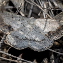 Taxeotis intextata (Looper Moth, Grey Taxeotis) at Dunlop, ACT - 30 Oct 2019 by AlisonMilton