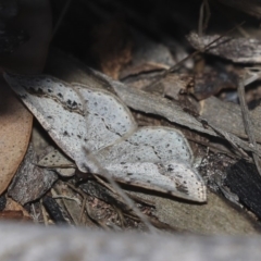 Taxeotis intextata (Looper Moth, Grey Taxeotis) at Hawker, ACT - 31 Oct 2019 by AlisonMilton