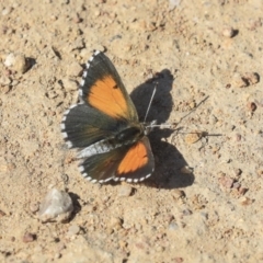 Lucia limbaria (Chequered Copper) at Hawker, ACT - 31 Oct 2019 by AlisonMilton