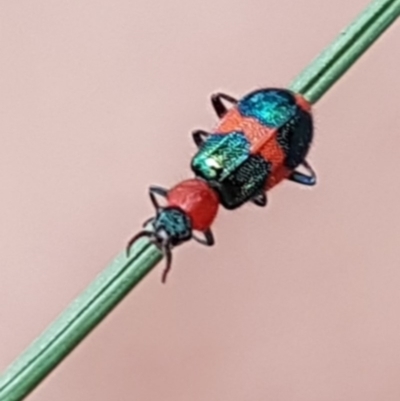 Dicranolaius bellulus (Red and Blue Pollen Beetle) at Gundaroo, NSW - 2 Nov 2019 by Gunyijan