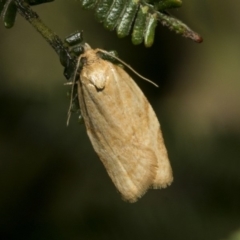 Epiphyas postvittana (Light Brown Apple Moth) at Hawker, ACT - 31 Oct 2019 by AlisonMilton