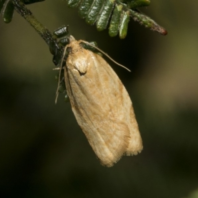 Epiphyas postvittana (Light Brown Apple Moth) at Hawker, ACT - 30 Oct 2019 by AlisonMilton