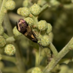 Nemophora (genus) (A Fairy Moth) at The Pinnacle - 31 Oct 2019 by AlisonMilton