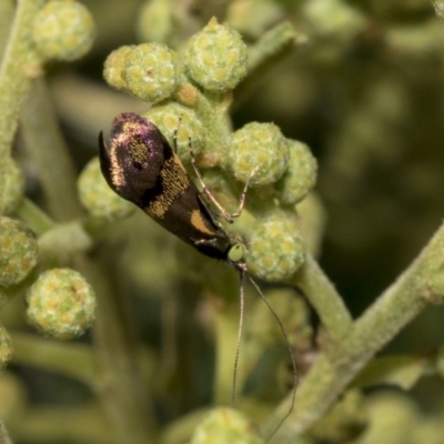 Nemophora (genus) (A Fairy Moth) at The Pinnacle - 31 Oct 2019 by AlisonMilton