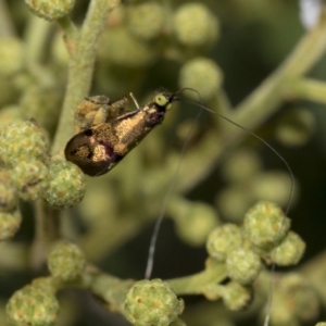 Nemophora (genus) at Hawker, ACT - 31 Oct 2019