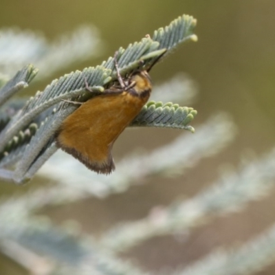 Parergophela melirrhoa (A concealer moth) at The Pinnacle - 31 Oct 2019 by AlisonMilton