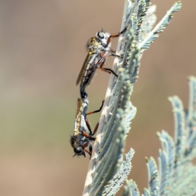 Asiola fasciata (A robber fly) at The Pinnacle - 31 Oct 2019 by AlisonMilton