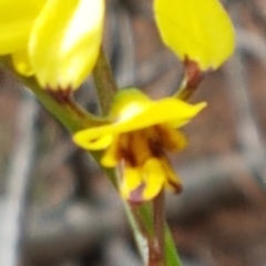 Diuris sulphurea (Tiger Orchid) at Gundaroo, NSW - 2 Nov 2019 by Gunyijan