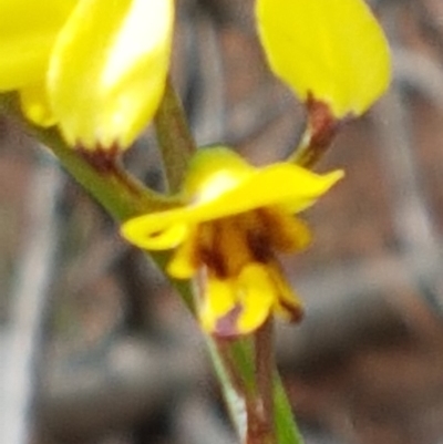 Diuris sulphurea (Tiger Orchid) at Gundaroo, NSW - 2 Nov 2019 by Gunyijan