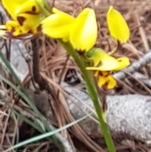 Diuris sulphurea at Gundaroo, NSW - 2 Nov 2019