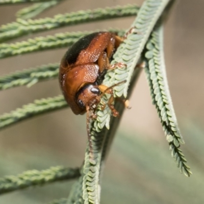 Dicranosterna immaculata (Acacia leaf beetle) at The Pinnacle - 31 Oct 2019 by AlisonMilton