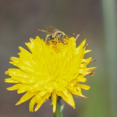 Unidentified Bee (Hymenoptera, Apiformes) at Hawker, ACT - 31 Oct 2019 by AlisonMilton