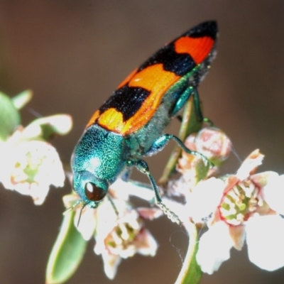 Castiarina kirbyi (Jewel beetle) at Oallen, NSW - 2 Nov 2019 by Harrisi
