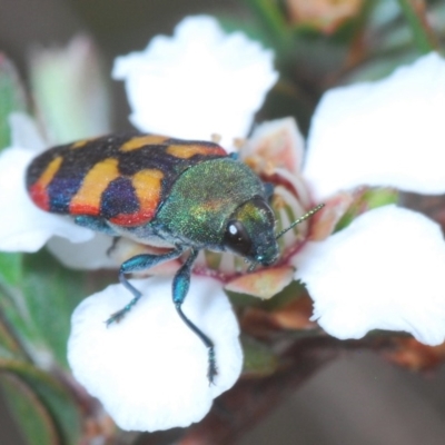 Castiarina sexplagiata (Jewel beetle) at Lower Boro, NSW - 2 Nov 2019 by Harrisi