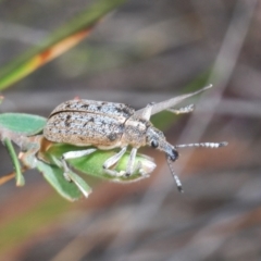 Pachyura australis (Belid weevil) at Lower Boro, NSW - 2 Nov 2019 by Harrisi