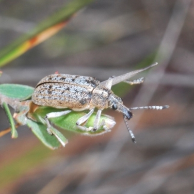 Pachyura australis (Belid weevil) at Lower Boro, NSW - 2 Nov 2019 by Harrisi