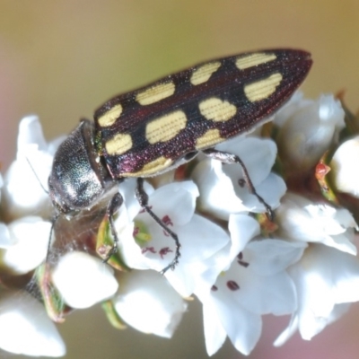 Castiarina parallela (A Jewel Beetle) at Saint George, NSW - 2 Nov 2019 by Harrisi