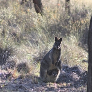 Wallabia bicolor at Gundaroo, NSW - 4 Oct 2019