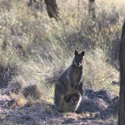 Wallabia bicolor (Swamp Wallaby) at Gundaroo, NSW - 4 Oct 2019 by Gunyijan