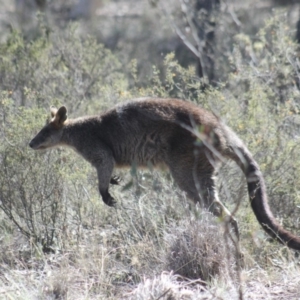 Wallabia bicolor at Gundaroo, NSW - 4 Oct 2019 11:08 AM