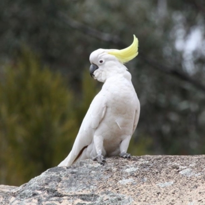 Cacatua galerita (Sulphur-crested Cockatoo) at Namadgi National Park - 2 Nov 2019 by HarveyPerkins