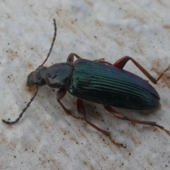 Lepturidea sp. (genus) (Comb-clawed beetle) at Namadgi National Park - 27 Oct 2019 by HarveyPerkins