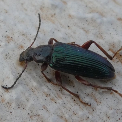 Lepturidea sp. (genus) (Comb-clawed beetle) at Paddys River, ACT - 27 Oct 2019 by HarveyPerkins