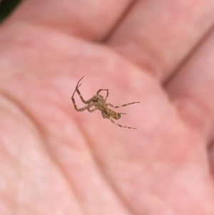 Philoponella congregabilis at Aranda, ACT - 3 Nov 2019 08:30 AM