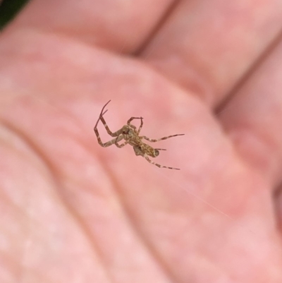 Philoponella congregabilis (Social house spider) at Aranda, ACT - 2 Nov 2019 by Jubeyjubes