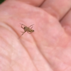 Philoponella congregabilis at Aranda, ACT - 3 Nov 2019 08:30 AM