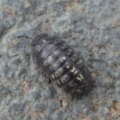 Armadillidium vulgare (Slater bug, woodlouse, pill bug, roley poley) at Kambah, ACT - 2 Nov 2019 by HarveyPerkins