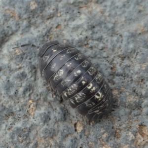 Armadillidium vulgare at Kambah, ACT - 3 Nov 2019 07:18 AM