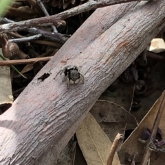 Maratus vespertilio (Bat-like peacock spider) at Aranda, ACT - 2 Nov 2019 by Jubeyjubes