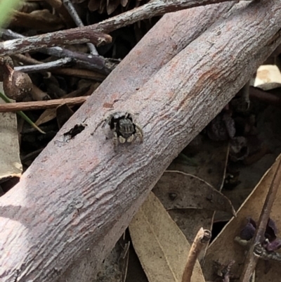 Maratus vespertilio (Bat-like peacock spider) at Aranda, ACT - 2 Nov 2019 by Jubeyjubes