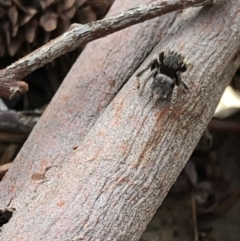 Maratus vespertilio at Aranda, ACT - suppressed