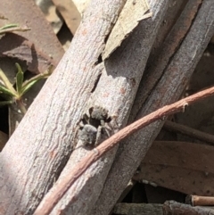 Maratus vespertilio at Aranda, ACT - suppressed