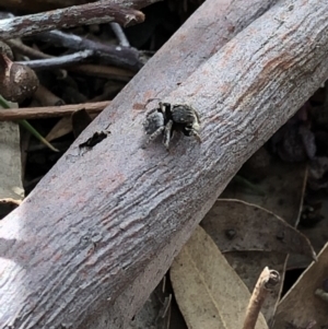 Maratus vespertilio at Aranda, ACT - suppressed