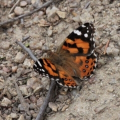 Vanessa kershawi (Australian Painted Lady) at Paddys River, ACT - 2 Nov 2019 by HarveyPerkins