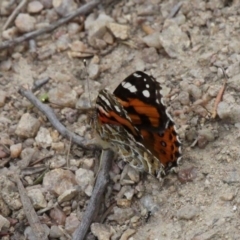 Vanessa kershawi at Paddys River, ACT - 2 Nov 2019 12:59 PM