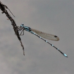 Austrolestes aridus at Paddys River, ACT - 2 Nov 2019