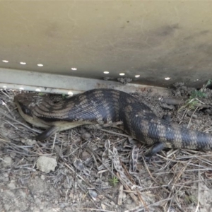 Tiliqua scincoides scincoides at Paddys River, ACT - 2 Nov 2019 12:52 PM