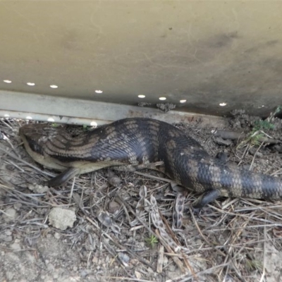 Tiliqua scincoides scincoides (Eastern Blue-tongue) at Paddys River, ACT - 2 Nov 2019 by HarveyPerkins