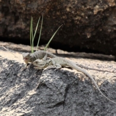 Intellagama lesueurii howittii (Gippsland Water Dragon) at Paddys River, ACT - 2 Nov 2019 by HarveyPerkins