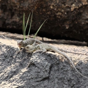 Intellagama lesueurii howittii at Paddys River, ACT - 2 Nov 2019