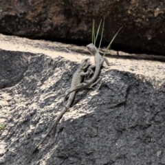 Intellagama lesueurii howittii at Paddys River, ACT - 2 Nov 2019