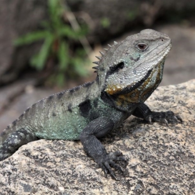 Intellagama lesueurii howittii (Gippsland Water Dragon) at Paddys River, ACT - 2 Nov 2019 by HarveyPerkins